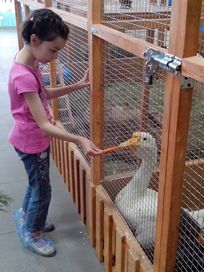 2015-06-20, девочка в контактном зоопарке